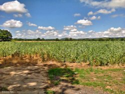 Blackmore Vale Wallpaper