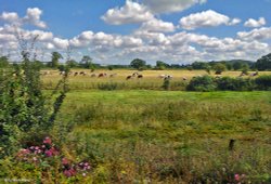 Blackmore Vale Wallpaper