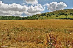 Blackmore Vale Wallpaper