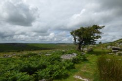 Windswept  on the Moors Wallpaper