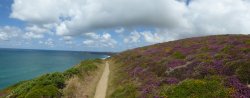 Heather at Bedruthan Wallpaper