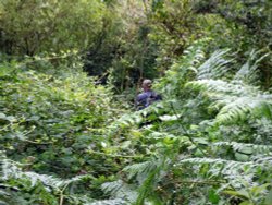 Hardown Hill Wallpaper