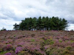 Hardown Hill Wallpaper