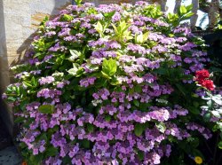 Montacute House Wallpaper