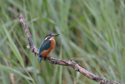 Kingfisher at Sculthorpe Moor Wallpaper