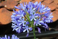 Gardeners Delight Wallpaper