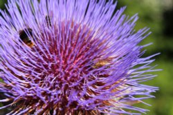 Bee Bounty Wallpaper