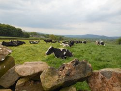 Leek, Staffordshire Wallpaper