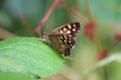 Speckled wood butterfly Wallpaper