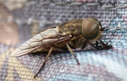 Horse fly Wallpaper