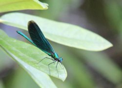 Dragon Fly Wallpaper