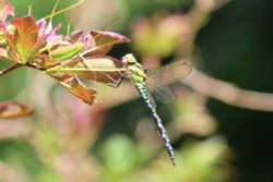 Dragon Fly Wallpaper