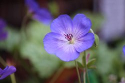 Flowers of the garden Wallpaper