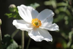 flower Wallpaper