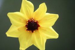 Flowers of the garden Wallpaper