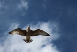 Gull on the wing Wallpaper