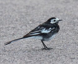 Wagtail Wallpaper