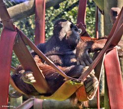 monkey World Wallpaper