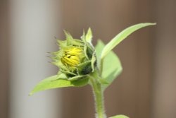 I am not as tall as I should be ! Wallpaper