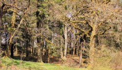 Ancient picturesque forest in Aberfoyle Wallpaper