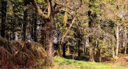 Fairytale forest in Aberfoyle Wallpaper