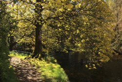 Picturesque blooming spot in Loch Ard Wallpaper