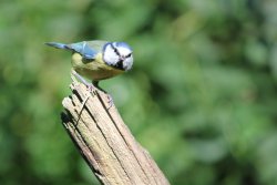 OH YEAH !!!  THIS IS WARNHAM NATURE RESERVE AND IT'S MY PATCH. Wallpaper