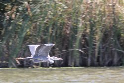 A Straight and Level Flight Wallpaper