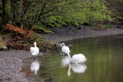 White swans in fogy Grasmere lake Wallpaper