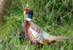 Abbotsbury Wallpaper