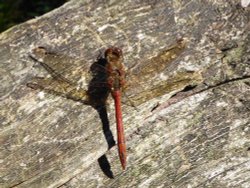 He Darts Here and He Darts There Wallpaper