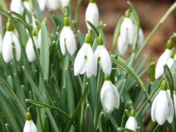 Warfield, Berkshire Wallpaper