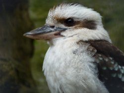 Kookaburra, Wildlife Park, Hayle Cornwall Wallpaper