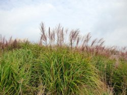 Abbotsbury Wallpaper