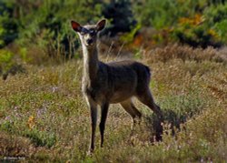 Arne Nature Reserve, Dorset. Wallpaper