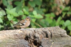 Taken from the Woodpecker  Hide Wallpaper