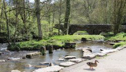Lonely duck at picturesque  village Milldale   - Dove Dale Wallpaper