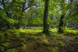 Sun lights up the forest.New Forest. Wallpaper