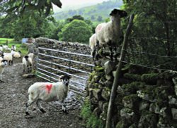 Climbing sheep