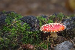 Hartshill Hayes Wallpaper