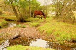 The New Forest Wallpaper