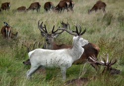 White Deer Wallpaper