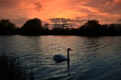 Watermead Swan, Syston, Leicestershire.
