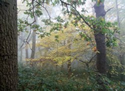 Horsenden Hill Wallpaper