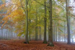 Cannock chase Wallpaper