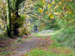 Blackborough Common Wallpaper