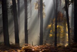 Cannock chase Wallpaper