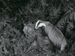 Badger posing amongst ferns One Tree Hill C.P. Wallpaper