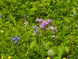 Sizergh Castle gardens blue and pink bells Wallpaper