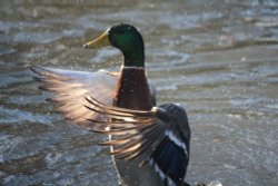 Danson Duck Wallpaper